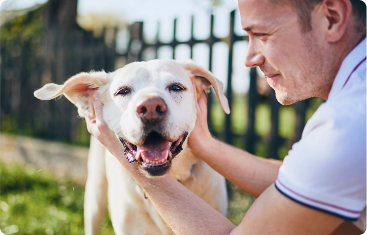 A man gently holding and petting a happy Labrador Retriever in an outdoor setting.